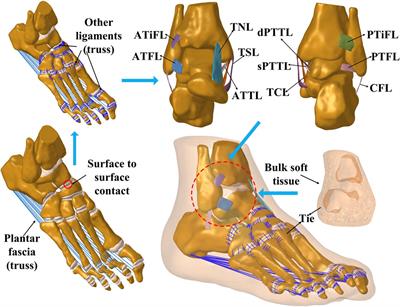Investigation into the effect of deltoid ligament injury on rotational ankle instability using a three-dimensional ankle finite element model